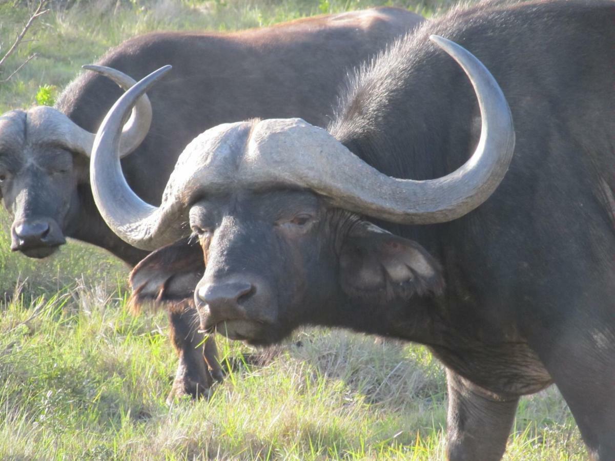 Addo Gateway Lodge Colchester Eksteriør bilde