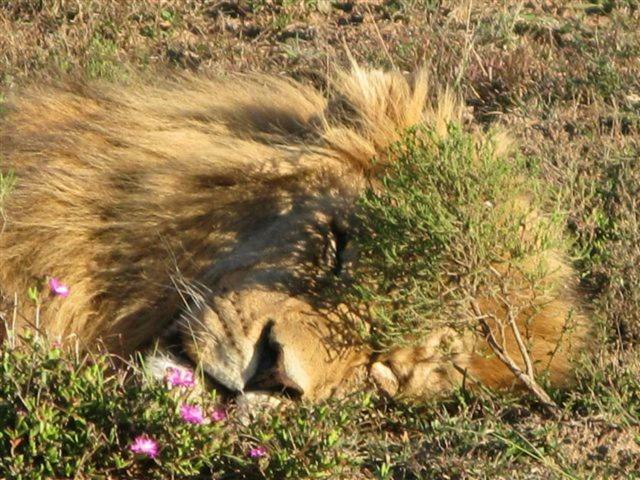 Addo Gateway Lodge Colchester Eksteriør bilde
