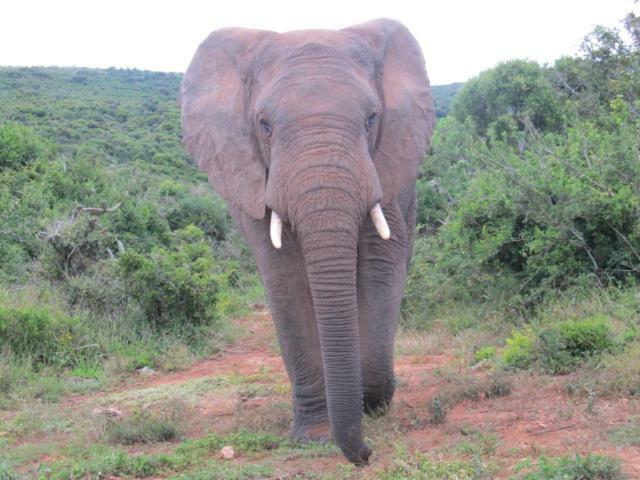 Addo Gateway Lodge Colchester Eksteriør bilde